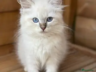 Ragdoll cats Beautiful gccf blue tabby mitted girl available - Advert 20