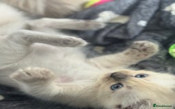 Ragdoll cats for sale: ⭐️BLUEPOINT RAGDOLL KITTEN ⭐️ - Image 36