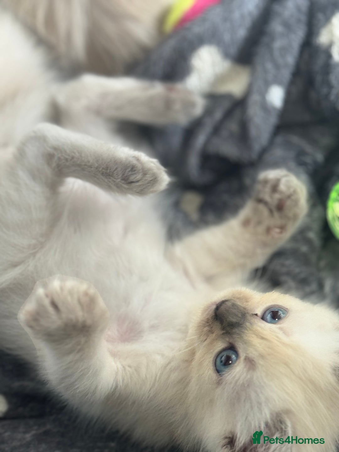 Ragdoll cats for sale: ⭐️BLUEPOINT RAGDOLL KITTEN ⭐️ - Image 36