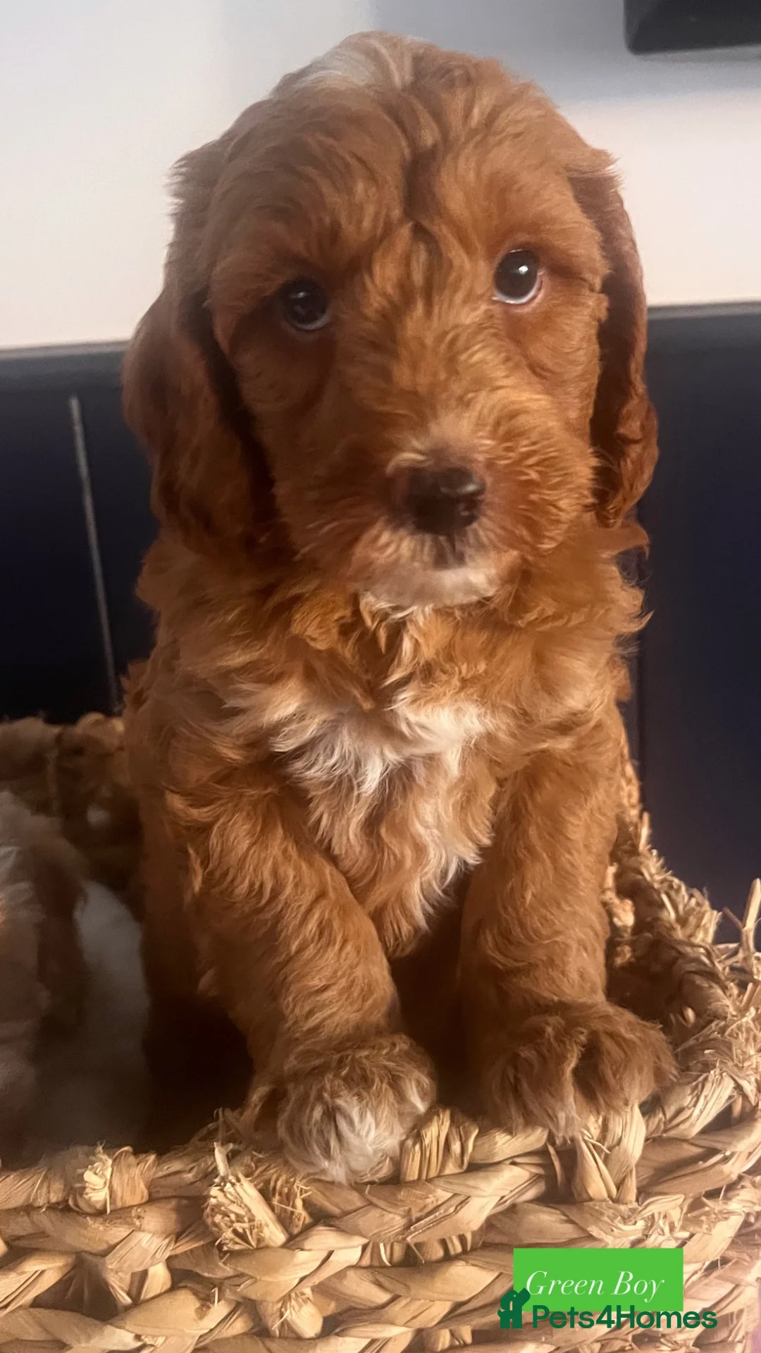 Australian Labradoodle dogs for sale: Absolutely outstanding Australian Labradoodle 🐾 - Advert 38