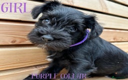 Miniature Schnauzer dogs for sale: Amazing Miniature Schnauzers - Image 5