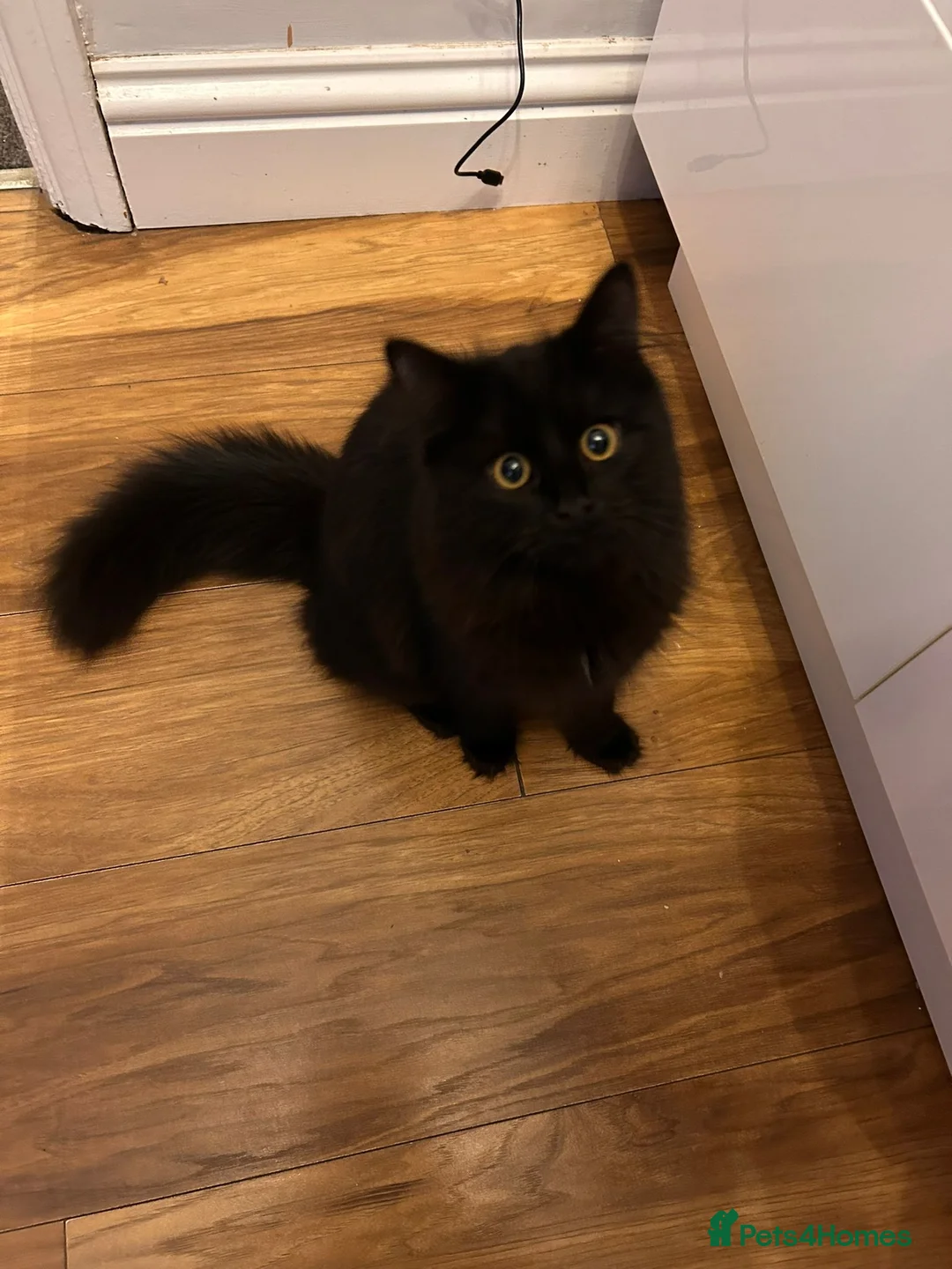 Mixed Breed cats for sale: 1 grey tabby cat. 1 black long haired house cat.  - Advert 2