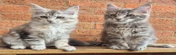 Maine Coon cats for sale: 2 Beautiful Maine coon kittens - Advert 5