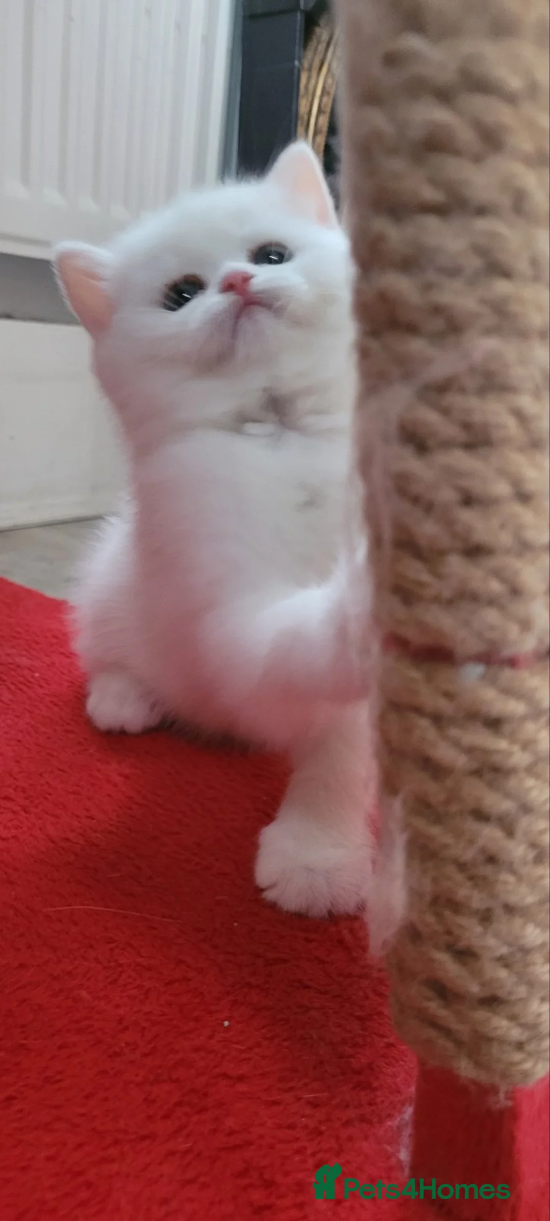 British Shorthair cats for sale: White British Shorthair pedigree boy - Advert 17