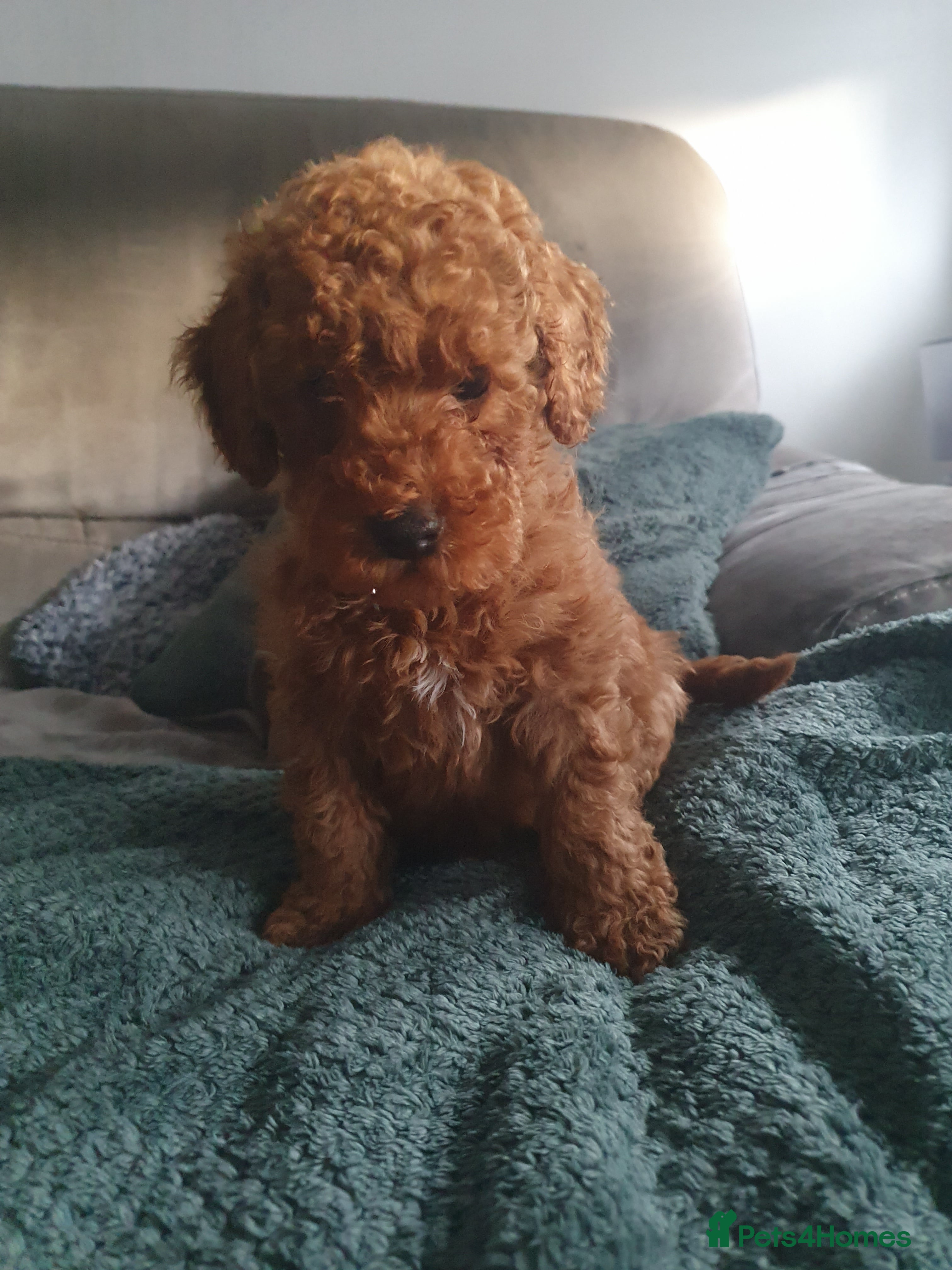 Toy Poodle dogs STUNNING KC REGISTED TOY POODLE BOY - Advert 1