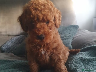 Toy Poodle dogs STUNNING KC REGISTED TOY POODLE BOY - Advert 1