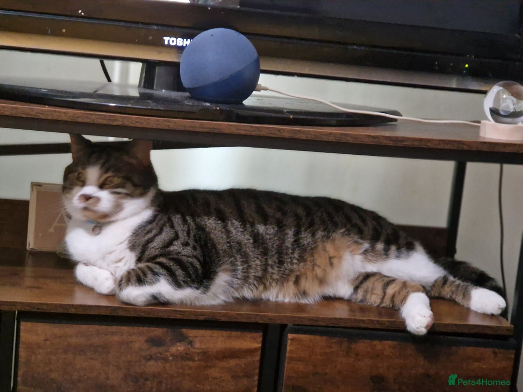 British Shorthair cats for sale: Smokey - Advert 3