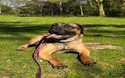 Presa Canario dogs for sale: Looking for a large dog experience handler  - Image 2