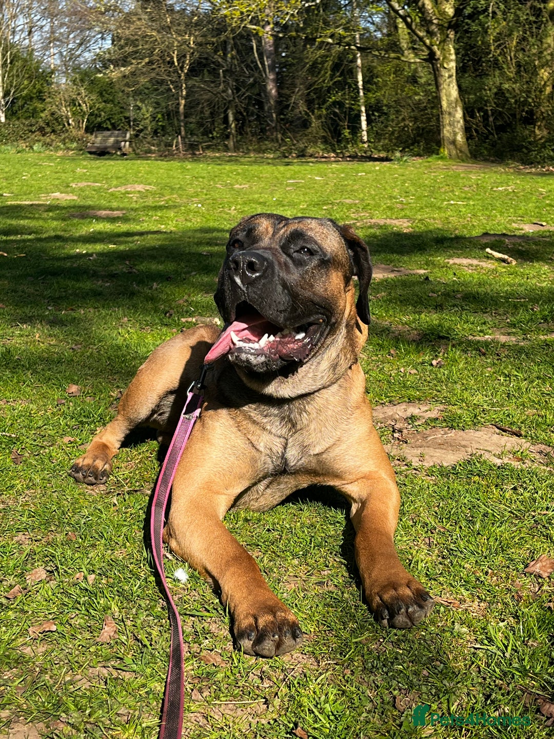 Presa Canario dogs for sale: Looking for a large dog experience handler  - Image 2