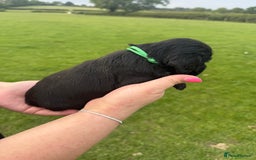 Cockapoo dogs for sale: Cockapoo puppies F1 READY TO LEAVE 🏡🥰 in Leicester - Image 18
