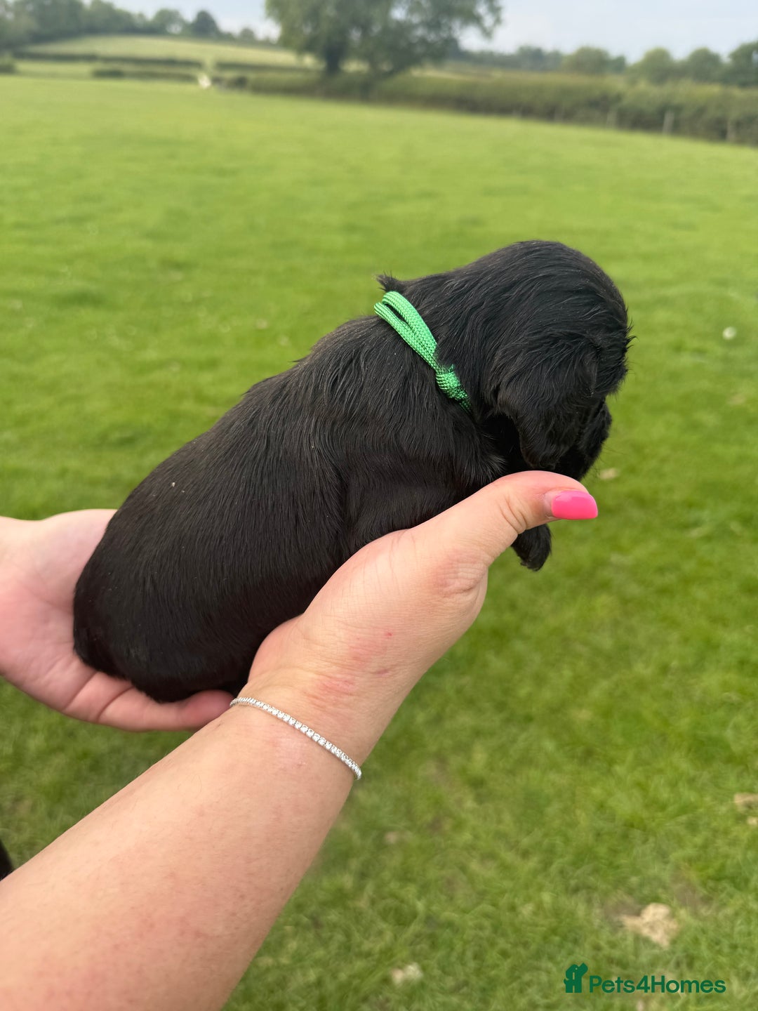 Cockapoo dogs for sale: Cockapoo puppies F1 READY TO LEAVE 🏡🥰 in Leicester - Image 18