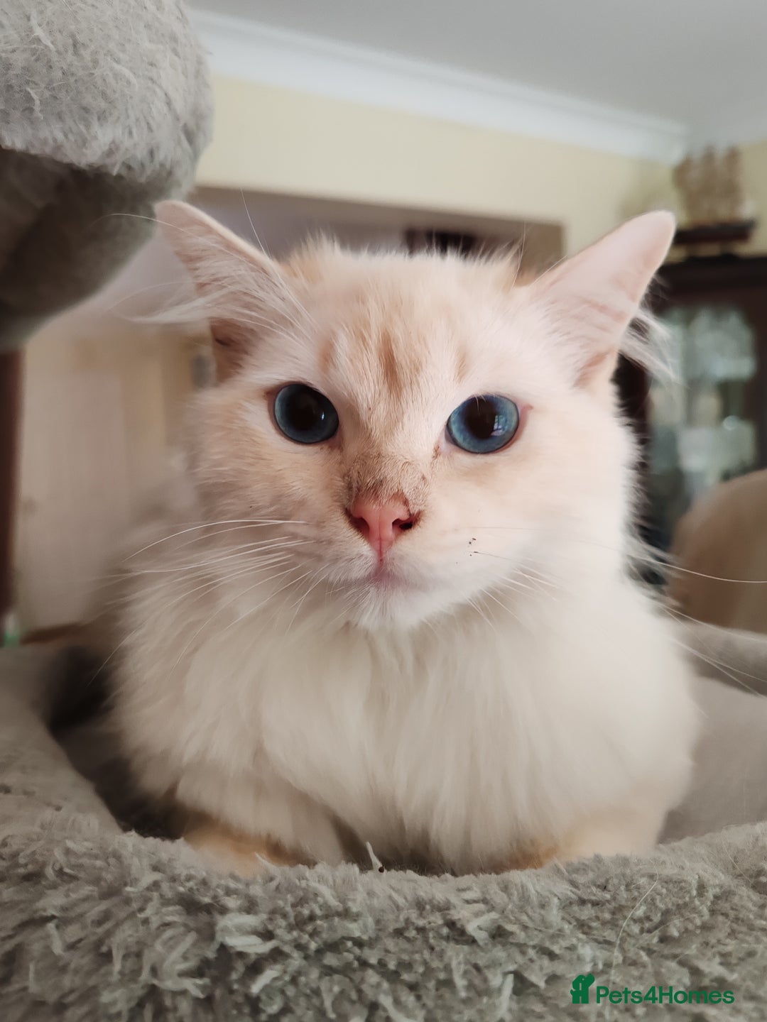 Ragdoll cats for sale: RAGS To Riches  - Image 13