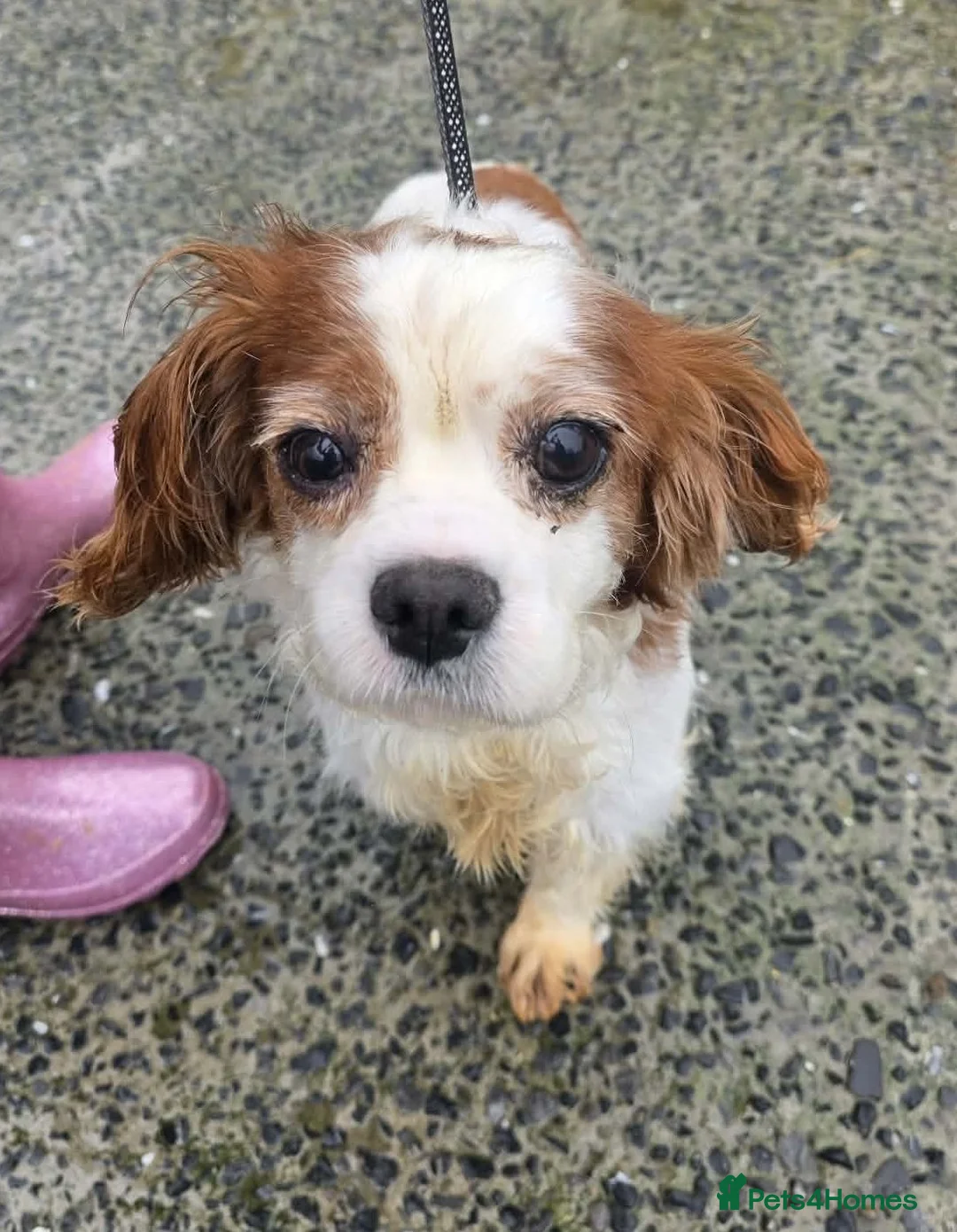 Cavalier King Charles Spaniel dogs for adoption: MAX 10yr old Cavalier King Charles - Advert 2