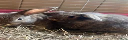Mixed Breed rabbits for sale: Mixed breed rabbits in Durham - Advert 5