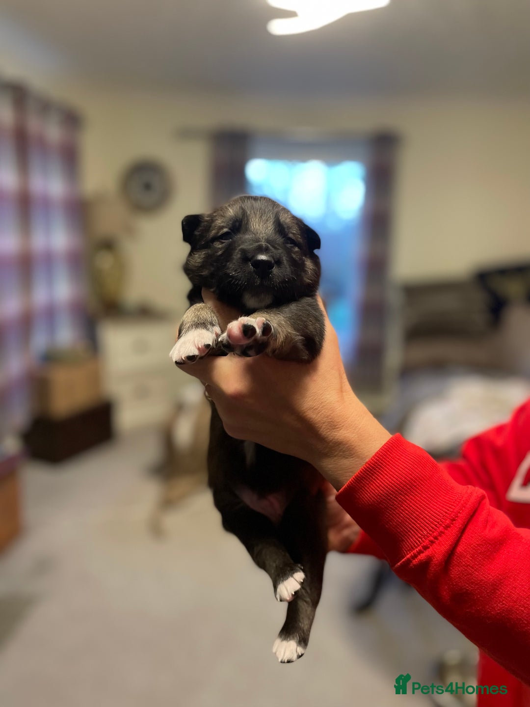 Mixed Breed dogs for sale: border collie x German shepherd \ Belgian puppys - Advert 4