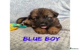 German Shepherd dogs for sale: K/C Registered German Shepherd Puppies  - Image 2