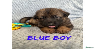 German Shepherd dogs - Advert 9