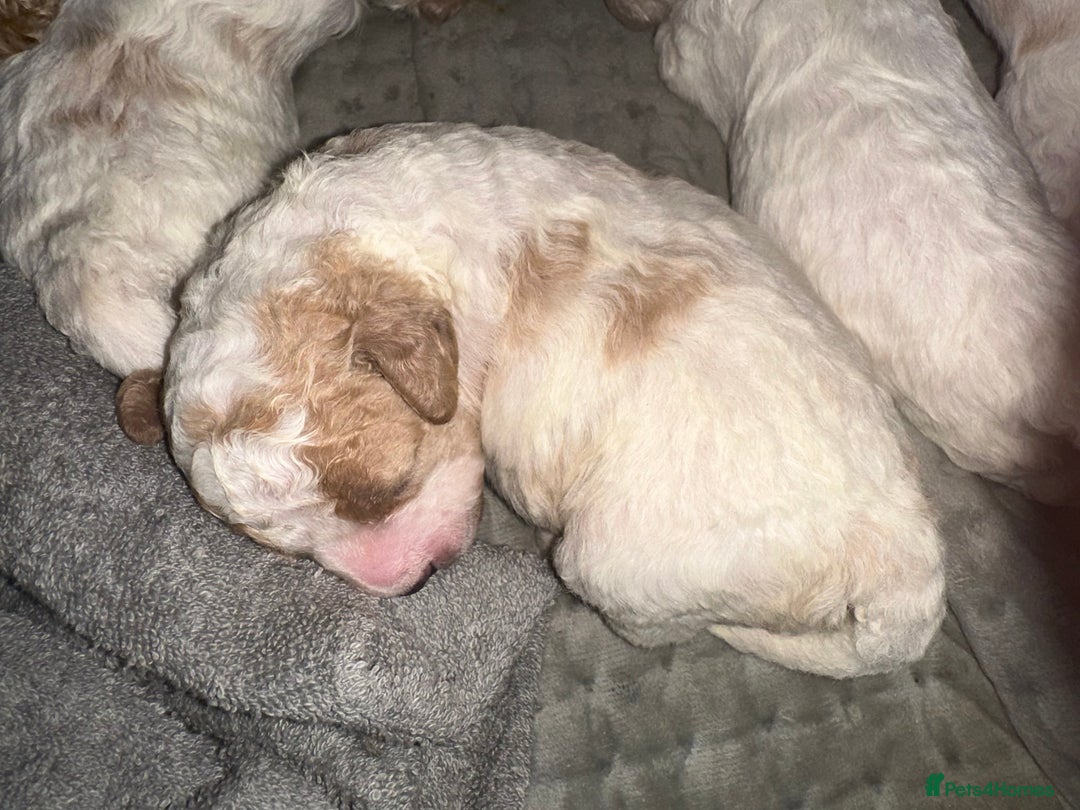 Cavapoochon dogs for sale: Cavapoochon! Our December Reindeer Litter!  - Image 18