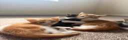 Domestic Shorthair cats for sale: 3x kittens available for loving forever home - Advert 11