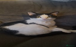 Mixed Breed cats for sale: Cats looking for a loving home  - Image 2