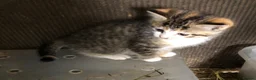 Mixed Breed cats for sale: Gorgeous kittens - Advert 5