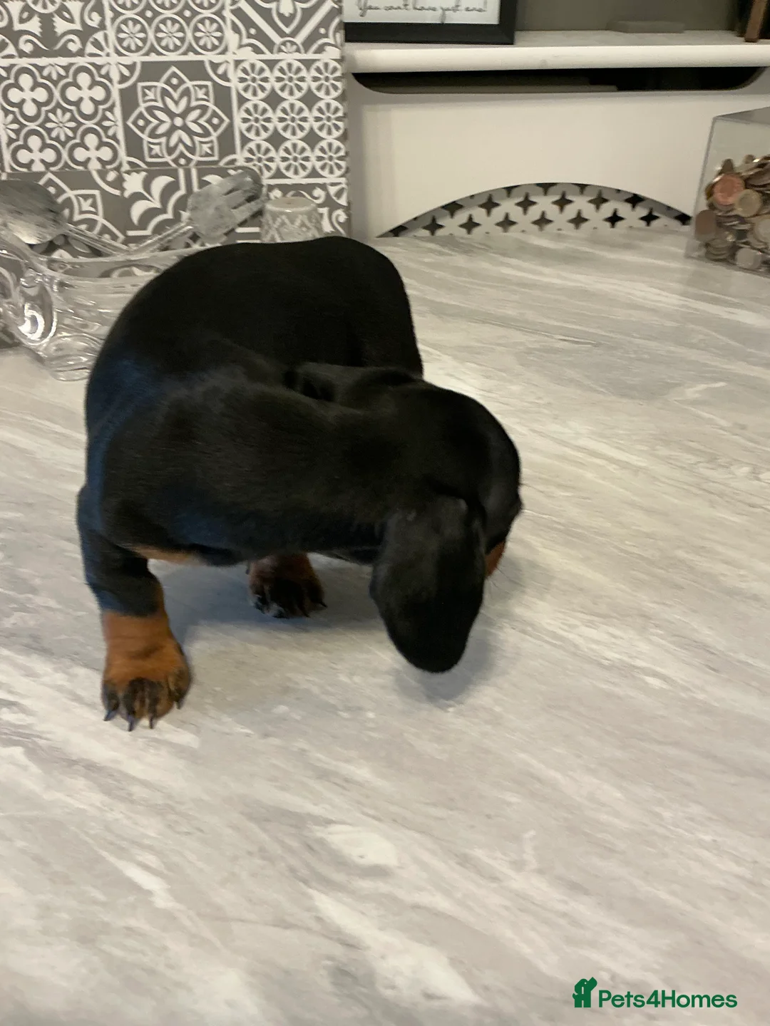 Miniature Dachshund dogs for sale: Kennel club registered pedigree dachshund - Advert 7