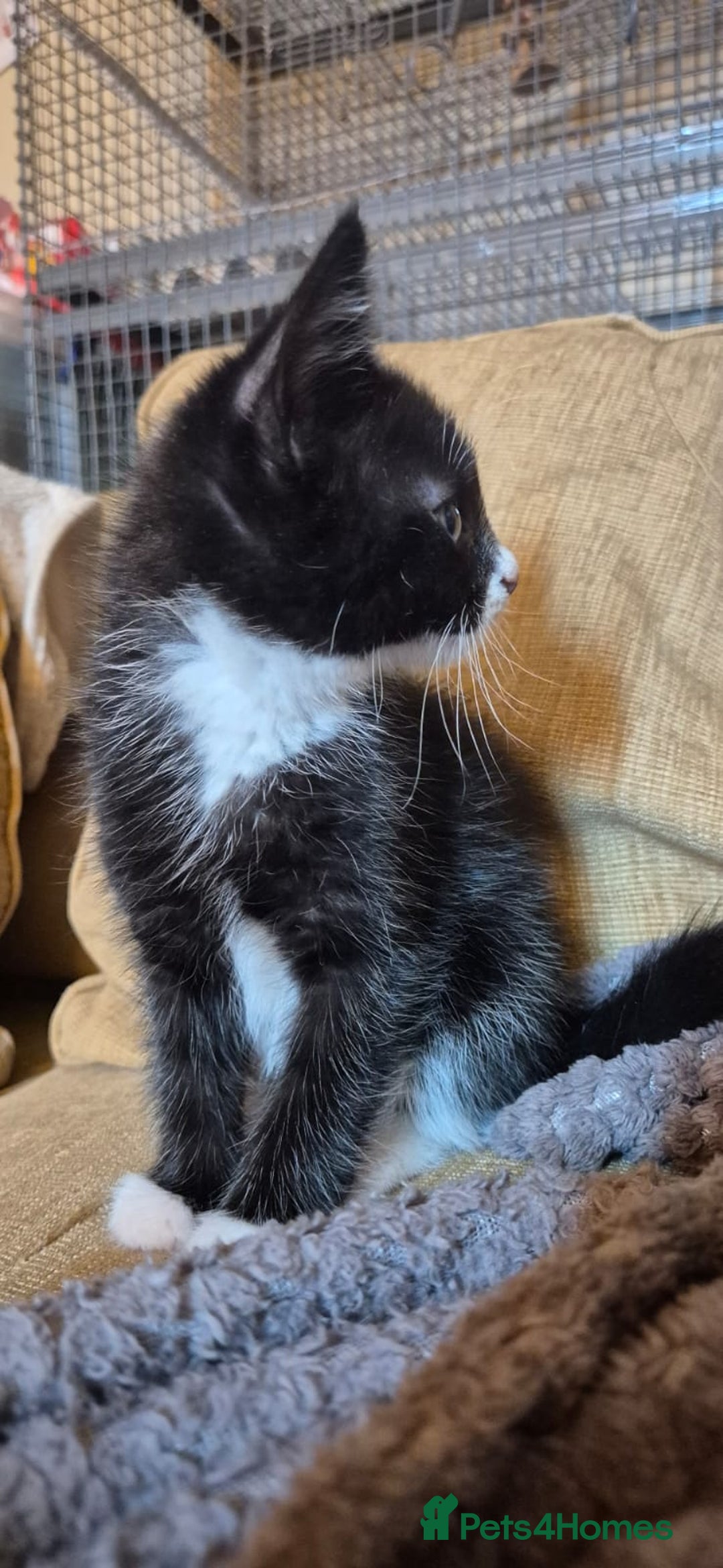Mixed Breed cats for sale: KITTENS-LONG HAIRED - Image 6
