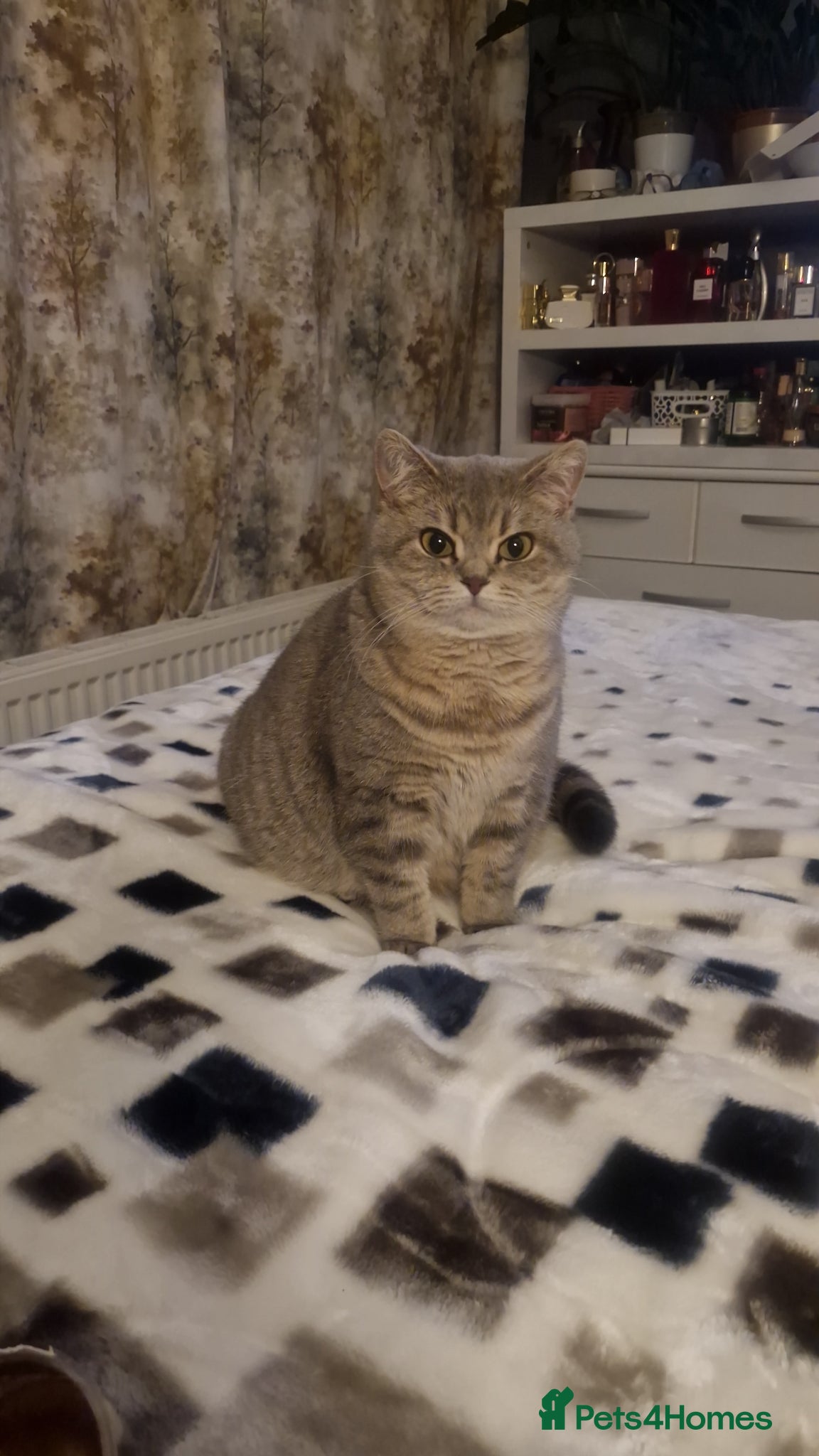 British Shorthair cats 2 girl 1 boy British Shorthair  - Advert 1