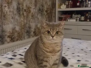 British Shorthair cats 2 girl 1 boy British Shorthair - Advert 1