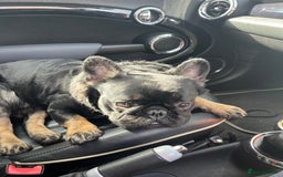 French Bulldog dogs for stud: Big fluffy frenchie boy - Image 10