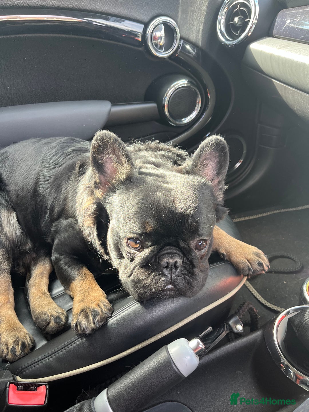French Bulldog dogs for stud: Big fluffy frenchie boy - Image 10