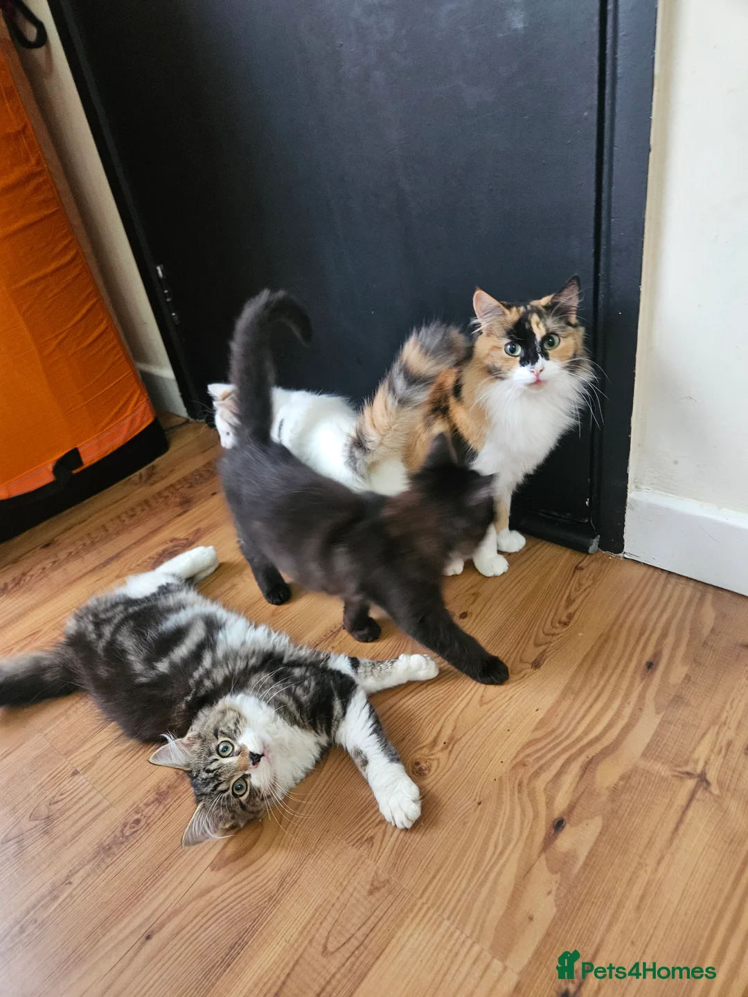 Mixed Breed cats for sale: ​🐾 Precious Bottle-Fed & Hand-Raised Kittens ❣️ - Advert 19