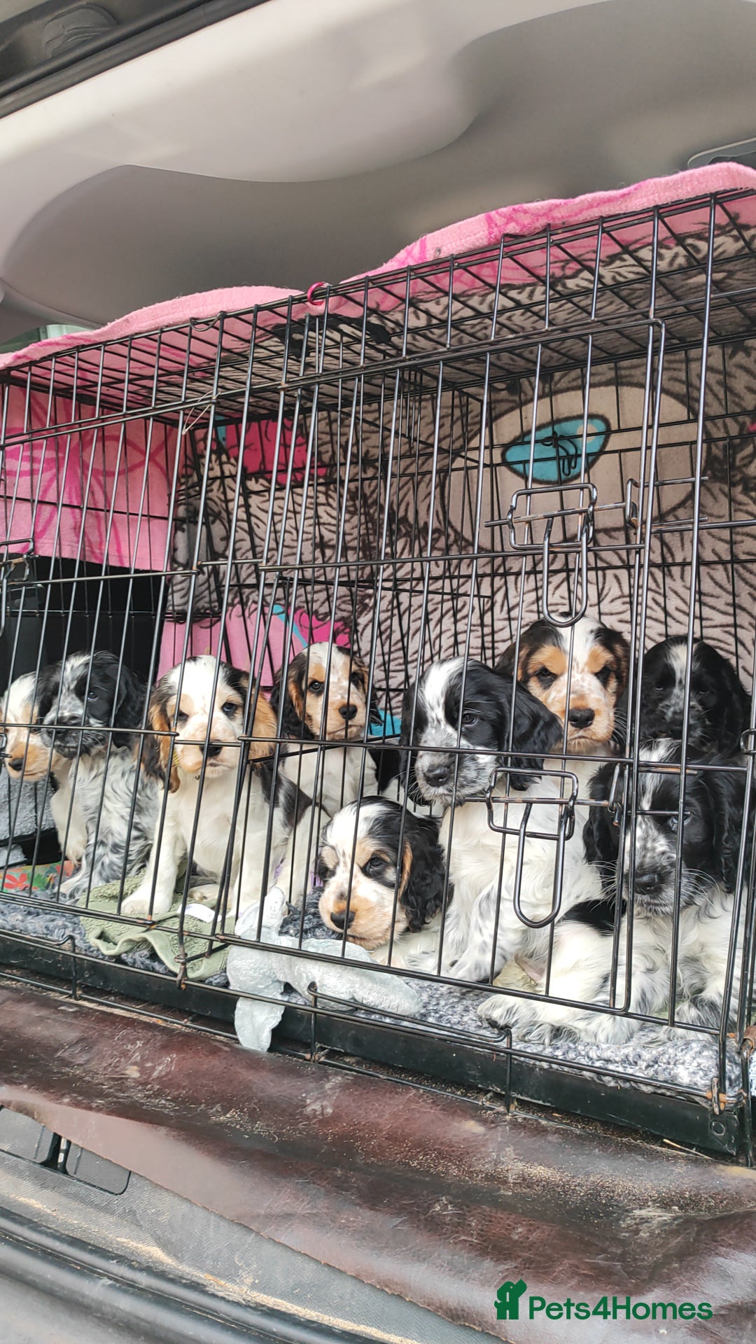 Cocker Spaniel dogs for sale: KC English Show Type Cocker Spaniel Puppies  - Image 9