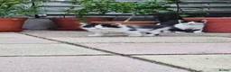 Domestic Shorthair cats for sale: Kittens  - Advert 12