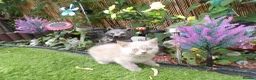 British Shorthair cats for sale: 💜 Precious Litter Of BSH Kittens 💜 - Advert 5