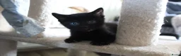 Mixed Breed cats for sale: 6 kittens for sale in Stourbridge - Advert 10
