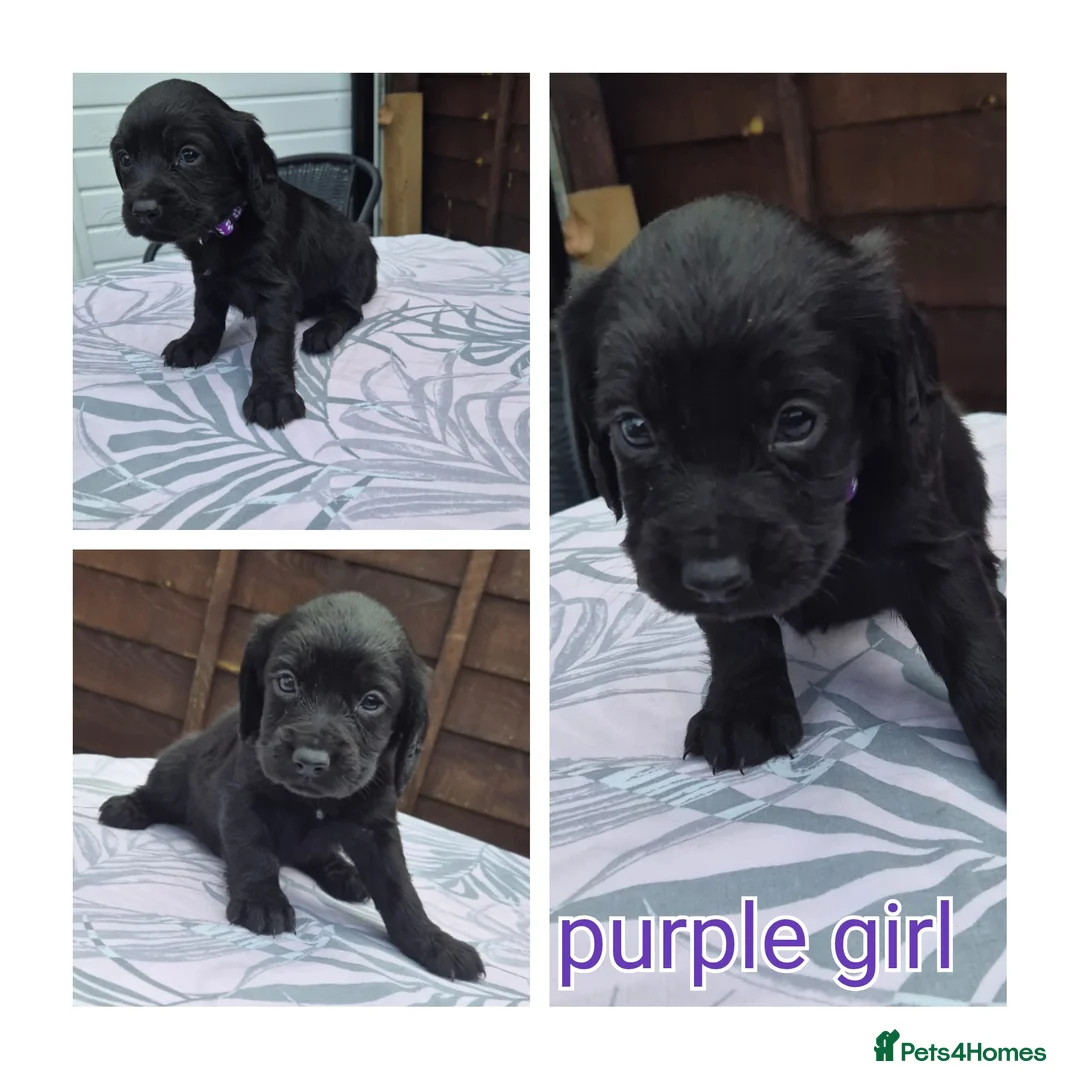 Cocker Spaniel dogs for sale: Working cocker spaniels  - Advert 2