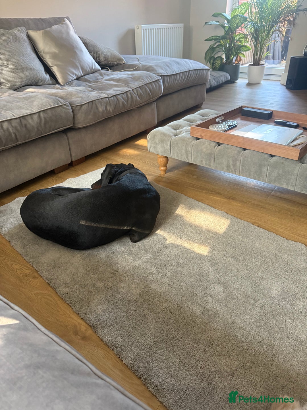 Dobermann dogs for sale: Duke 15 months old Doberman  - Advert 8