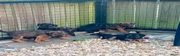 Border Terrier dogs for sale: Border terrier puppies  - Advert 11
