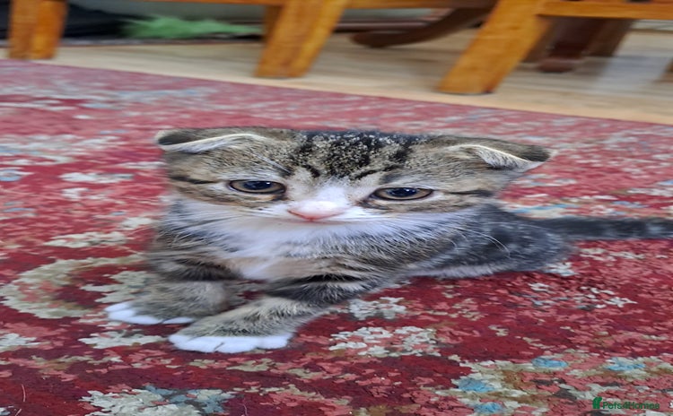 Scottish Fold cats - Advert 13