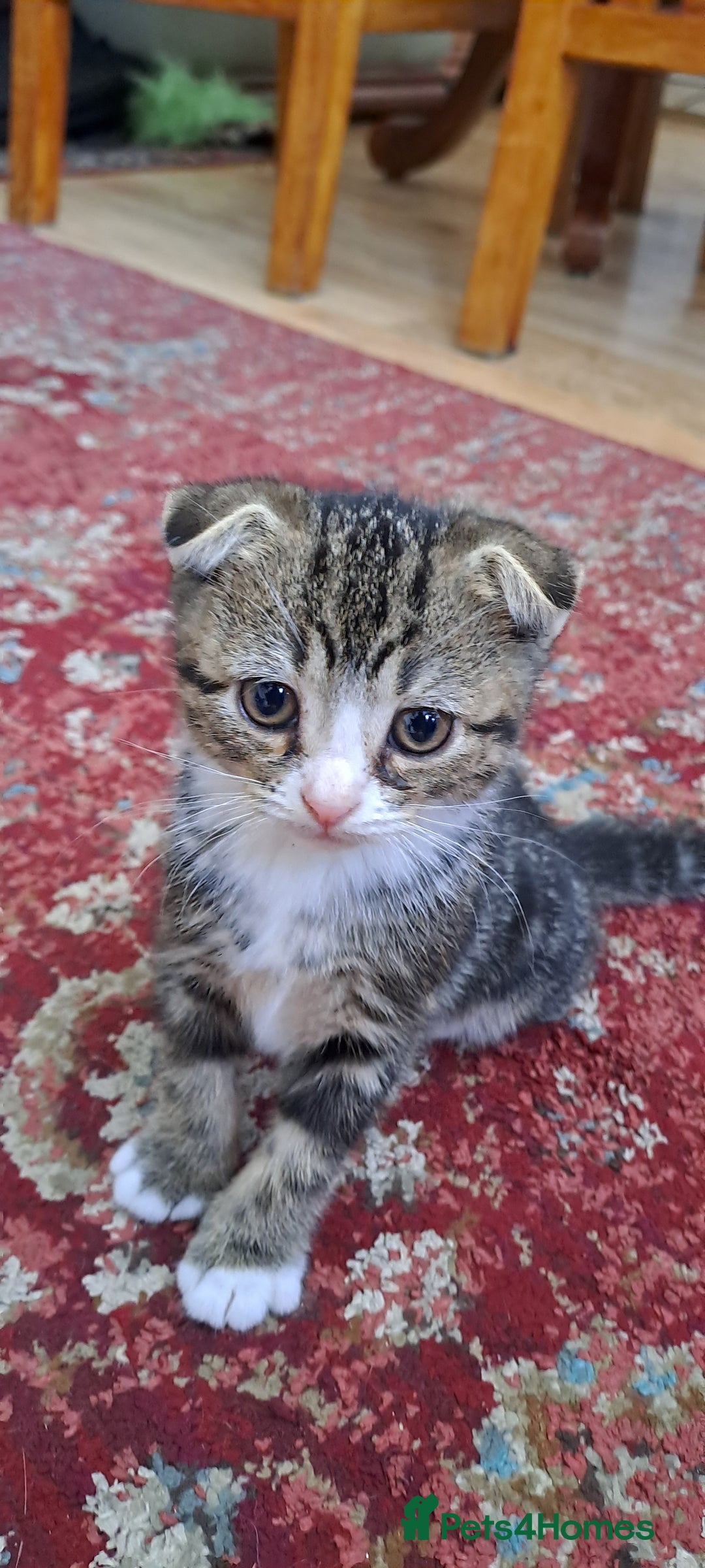 Scottish Fold cats for sale: Beautiful kittens ready for forever loving homes  - Image 10