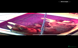 German Shepherd dogs for sale: German shepherd pups  - Image 4