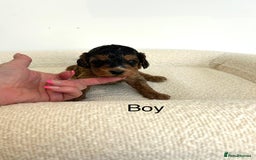 Cockapoo dogs for sale: Amazing mix of colours F1 Cockapoo pups - Image 15