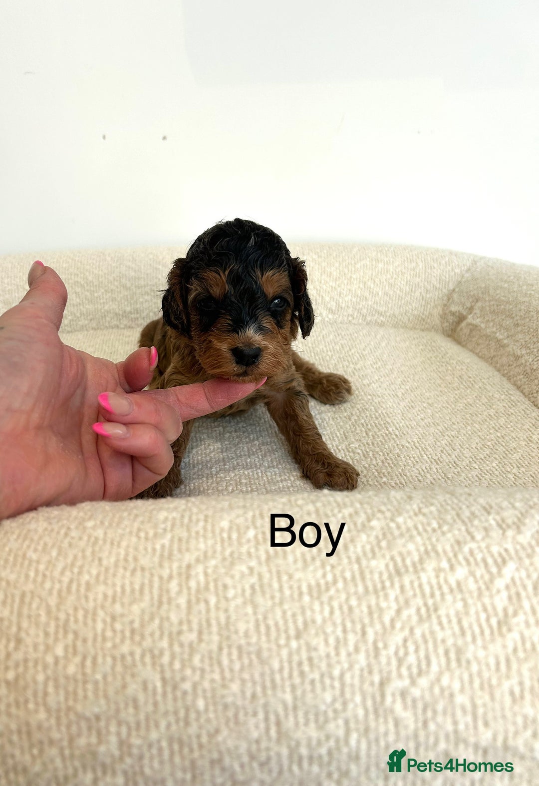 Cockapoo dogs for sale: Amazing mix of colours F1 Cockapoo pups - Image 15