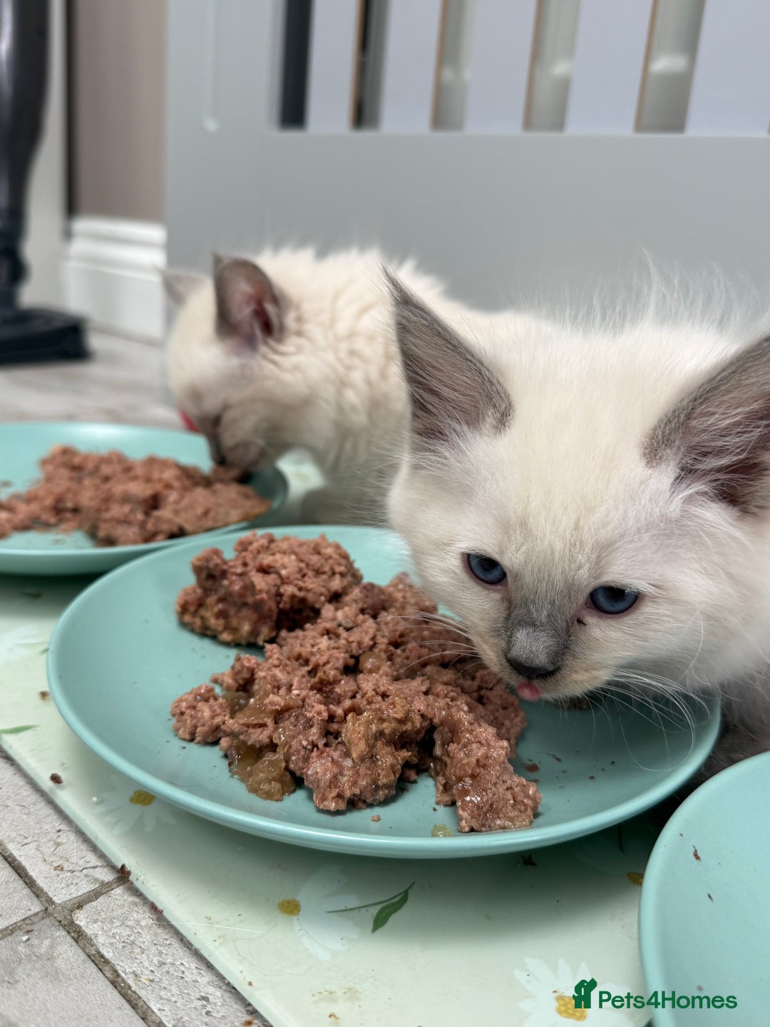 Ragdoll cats for sale: Adorable Pedigree Ragdoll Kittens Available 🐾 - Image 29