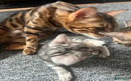 Bengal cats for sale: 🐾 TICA Registered Bengal Kittens 🐆🥰 - Image 21