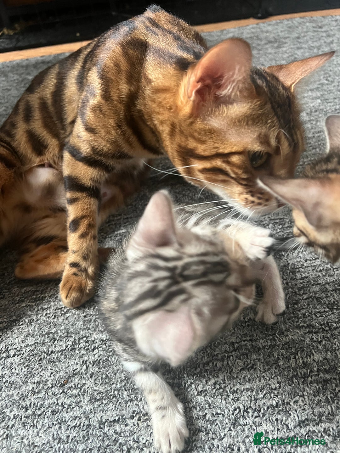 Bengal cats for sale: 🐾 TICA Registered Bengal Kittens 🐆🥰 - Image 21