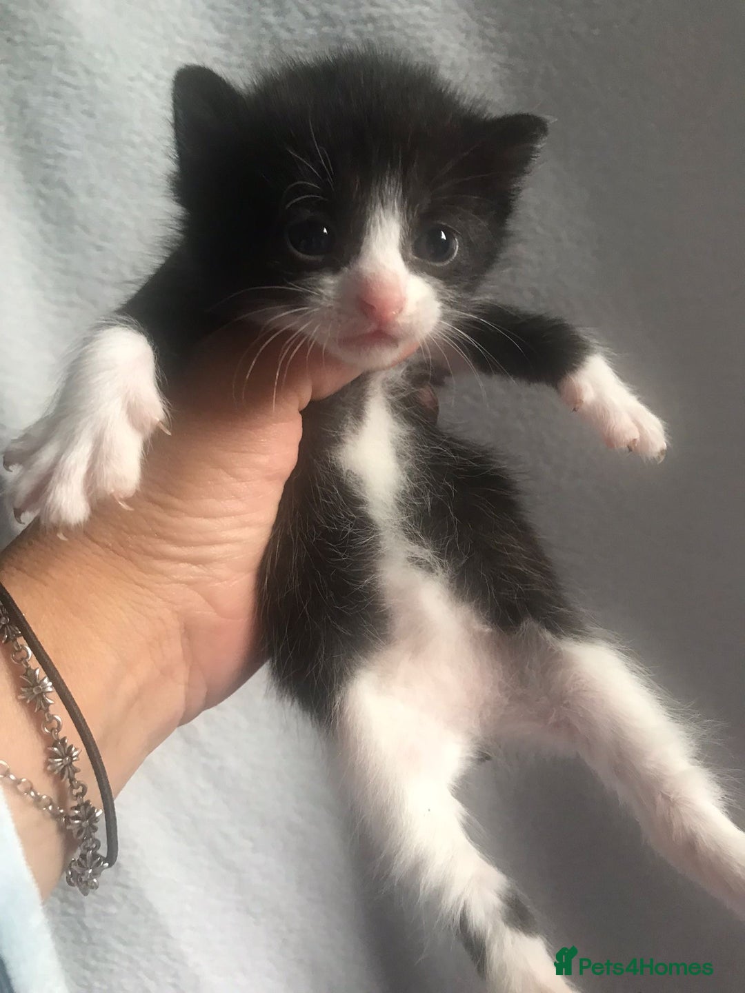 Domestic Shorthair cats for sale: Kittens for sale - Image 2