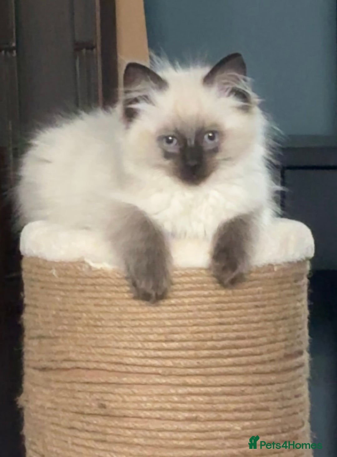 Ragdoll cats for sale: EXQUISITE RAGDOLL BABIES - Advert 1