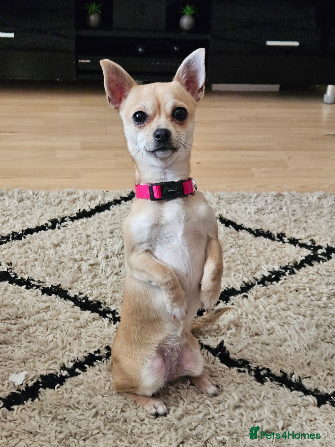 Chihuahua dogs for sale: Female chihuahua  - Advert 3